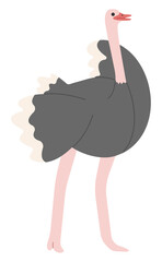 Ostrich Single 13 PNG