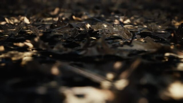 CGI render of dry dead leafs laying on ground in rural forest, light rays. Slow dolly focus rack forward