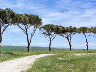 Fototapeta na wymiar trees on the hill in Italy