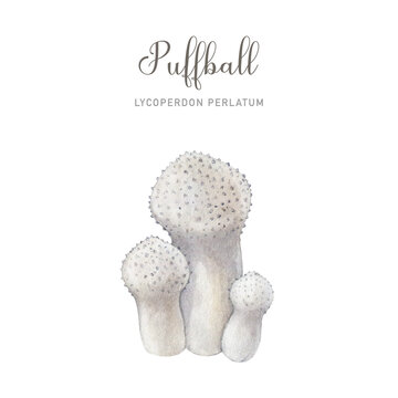 Puffball mushroom group. Watercolor illustration. Common puffball mushroom group isolated on white background. Edible tasty delicious fungi image