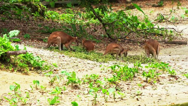 Mob of agile wallabies family, macropus agilis busy feeding on green vegetations on the ground, native Australian wildlife species.