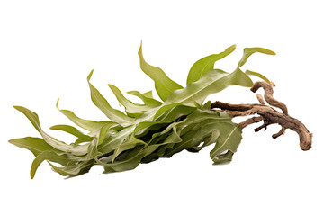 Staghorn Merulina coral, on transparent background (PNG). Generative AI.