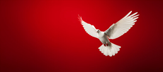 white dove on red background
