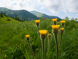 Fototapeta premium Yellow mountain flowers on the slopes of the Carpathian mountains against the backdrop of Mount Hoverla