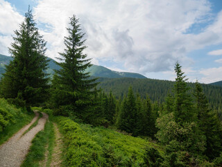 Mountain path between pine trees leading to the mountains