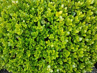 green bush plan foliage full frame background