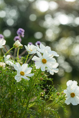 onętek, kwiaty kosmos i werbena patagońska w wiejskim ogrodzie, łąka kwietna, flower meadow	