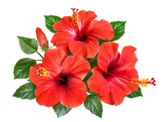 red hibiscus flowers and buds isolated