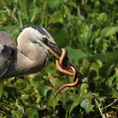 Epic Battle between Great Blue Heron and a huge Water Snake Orlando Wetlands Florida