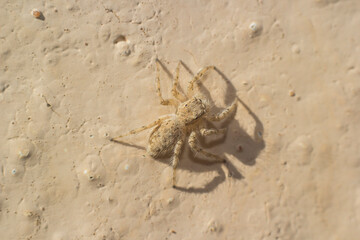 Jumping spider on a sand stone wall background, dorsal view.