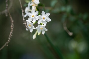 tree blossom in springtime with white flowers growing. native bush