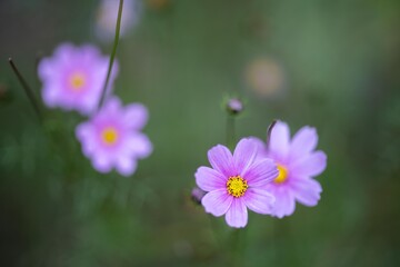 australian native flowers in the bush in spring