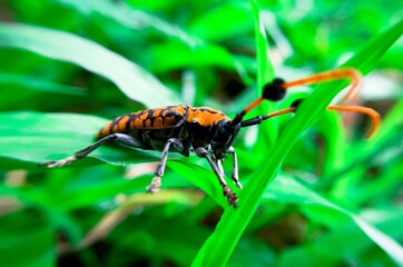  animal