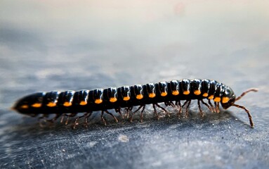caterpillar on a leaf