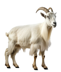 Naklejka na ściany i meble goat on a clear background