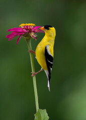 goldfinch on zinnia flower