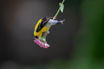 goldfinch on zinnia flower