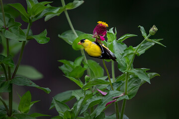 goldfinch on zinnia flower