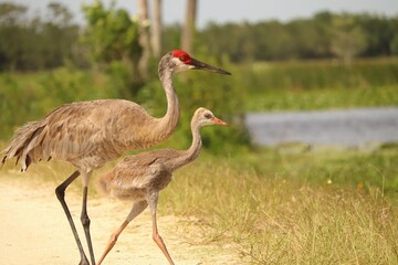Obraz na płótnie Canvas Sandhill Crane Chick Colt Orlando Wetlands Park Florida 