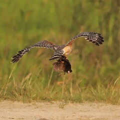 Red-shouldered Hawk with a Fresh Kill Rail at Orlando Wetlands Park Florida