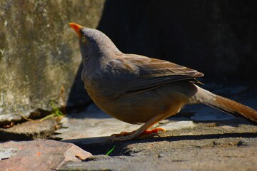 The jungle babbler