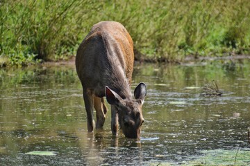 samber deer eating grass in water in ranthambore national park. india,