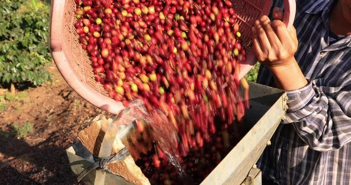 Coffee cherry pulping machine farmer. coffee bean small machine process. 4k video 