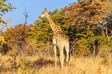 Giraffe stands by bushes in sunshine