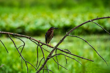 Green Heron on a Branch