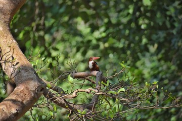 White throated Kingfisher sitting on tree