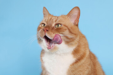 Cute cat licking itself on light blue background - obrazy, fototapety, plakaty