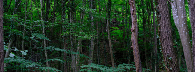 trees in green forest