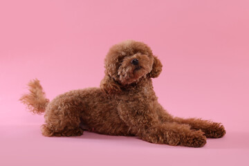 Cute Maltipoo dog on pink background. Lovely pet