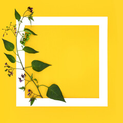 Belladonna Deadly Nightshade plant with flowers and unripe berries with white frame on yellow background. Poisonous toxic wildflower also used in alternative herbal medicine healing. 