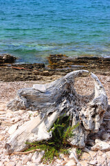 Beautiful wild beach on Proizd, tiny island in southern Croatia.