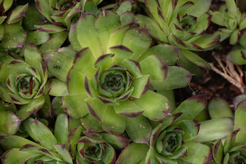 close up of a cactus