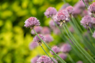 Purple Chives