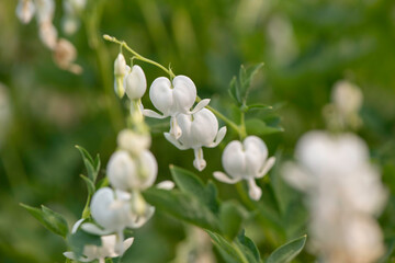 White Bleeding heart Flower
