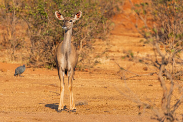 A Greater Kudu female portrait