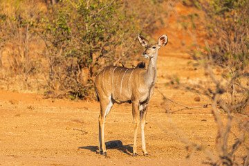 Kudu with two yellow- billed Oxpecker on the back