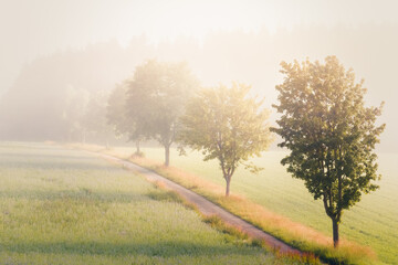 Romantic summer landscape, sunlight on the misty, foggy land