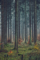 Autumn forest, romantic, misty, foggy landscape. Vintage looking nature photo with dramatic colors