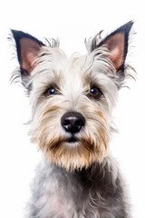 Close up of dog's face looking at the camera with white background. Generative AI.