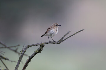 Female The isabelline wheatear (Oenanthe isabellina) sits on a thin branch against a blurred background in a natural habitat. Close-up photo of a bird