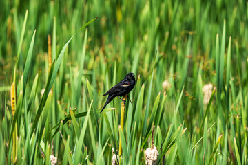 Red Winged Blackbird in the Marsh