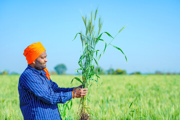 young indian farmer showing green wheat at farm.