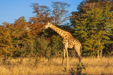 Giraffe stands by bushes in sunshine