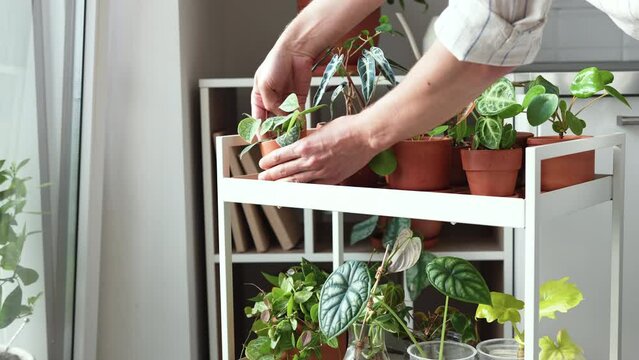 Man arranging potted sprout plants in terracotta pots after replanting on cart at home. Houseplants - Pilea, Ceropegia, Peperomia, Scindapsus Pictus on metal shelfs. Indoor gardening, hobbies concept