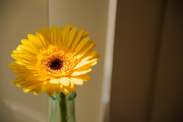 yellow flower in a vase