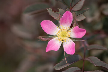 pink flower